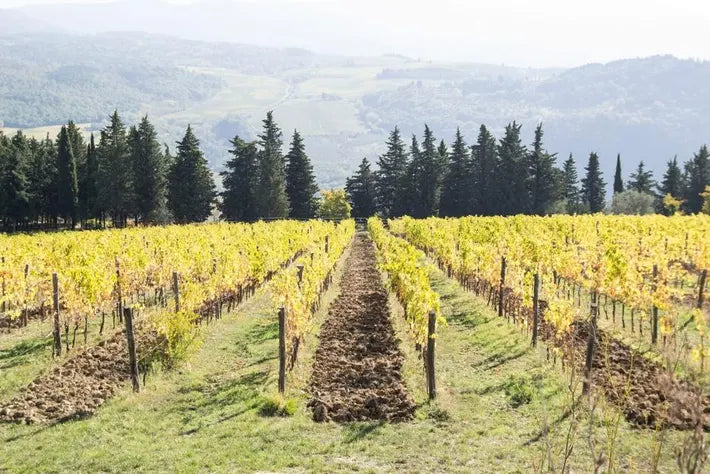 Fattoria di Grignano