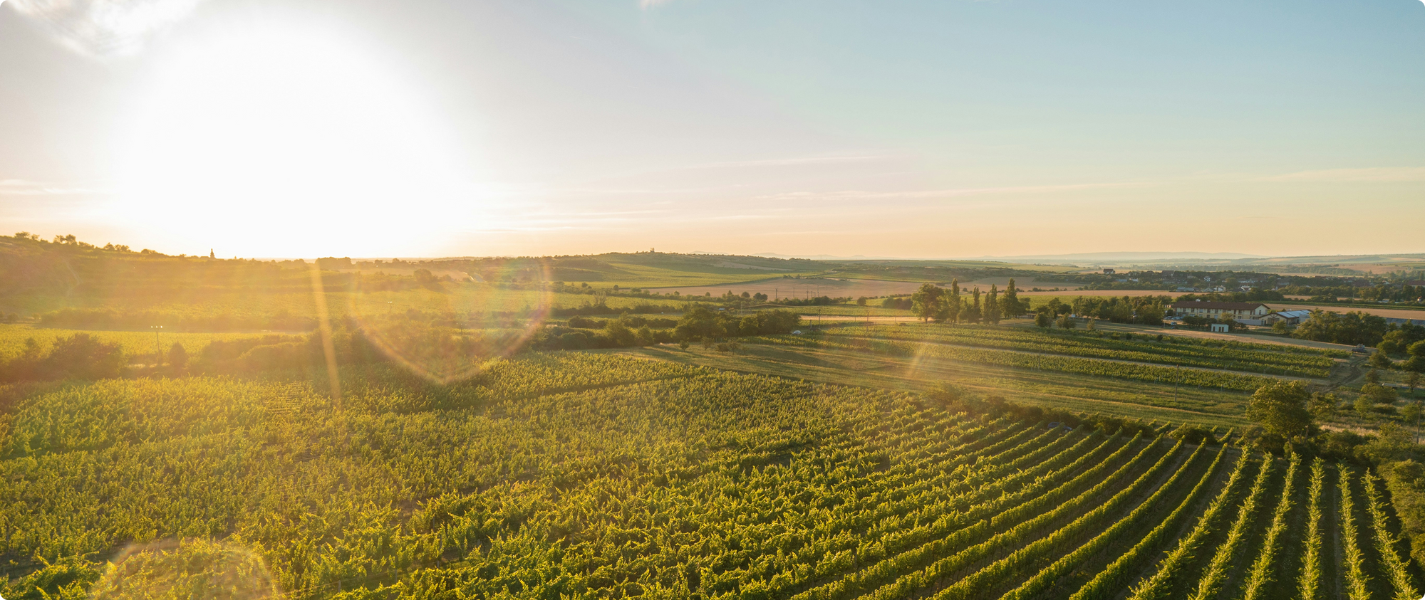 From Vine to Glass: A Guide to Wine and the Winemaking Process