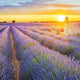 MANON WINES: THE PEARL OF PROVENCE