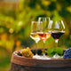 The World of Wines: A Comprehensive Guide to Varieties and Regions